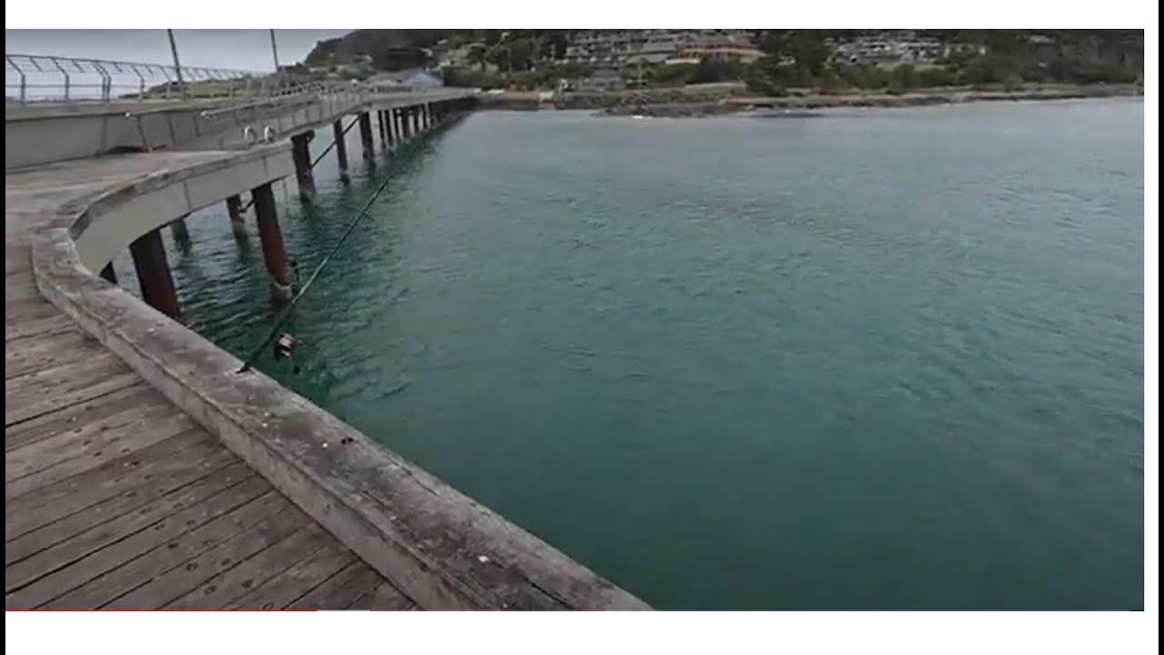 Lorne Pier Shark action