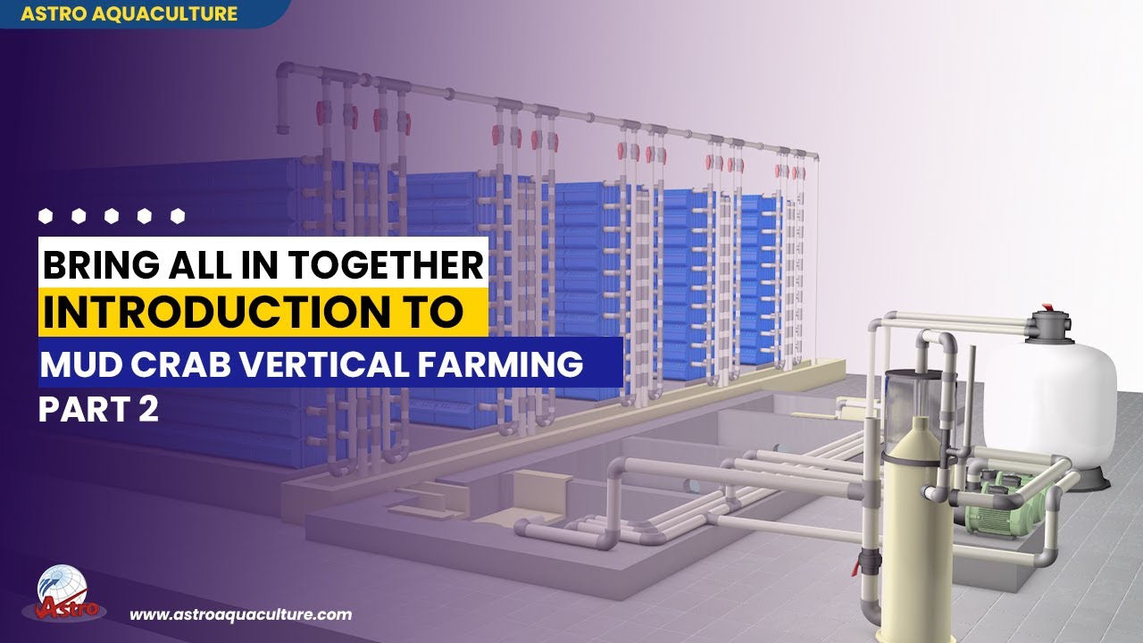 Bring all in together Introduction to mud crab vertical farming-Part 2