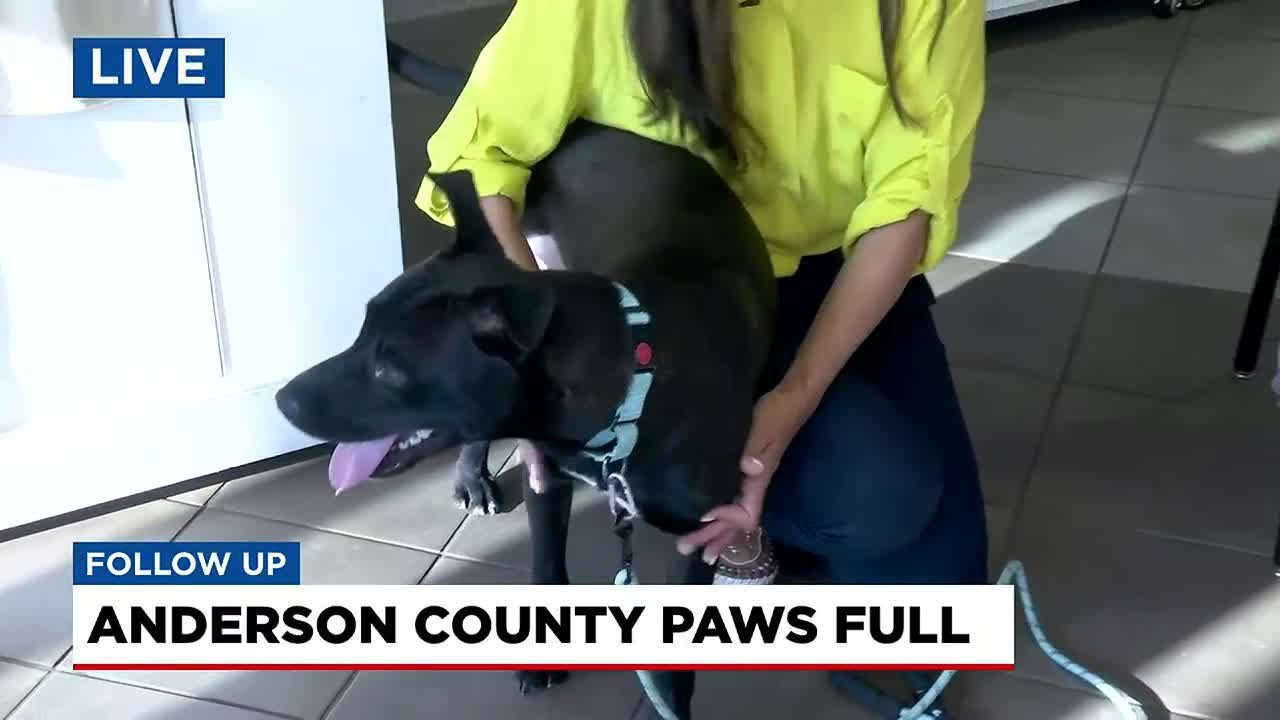 Anderson County PAWS at capacity