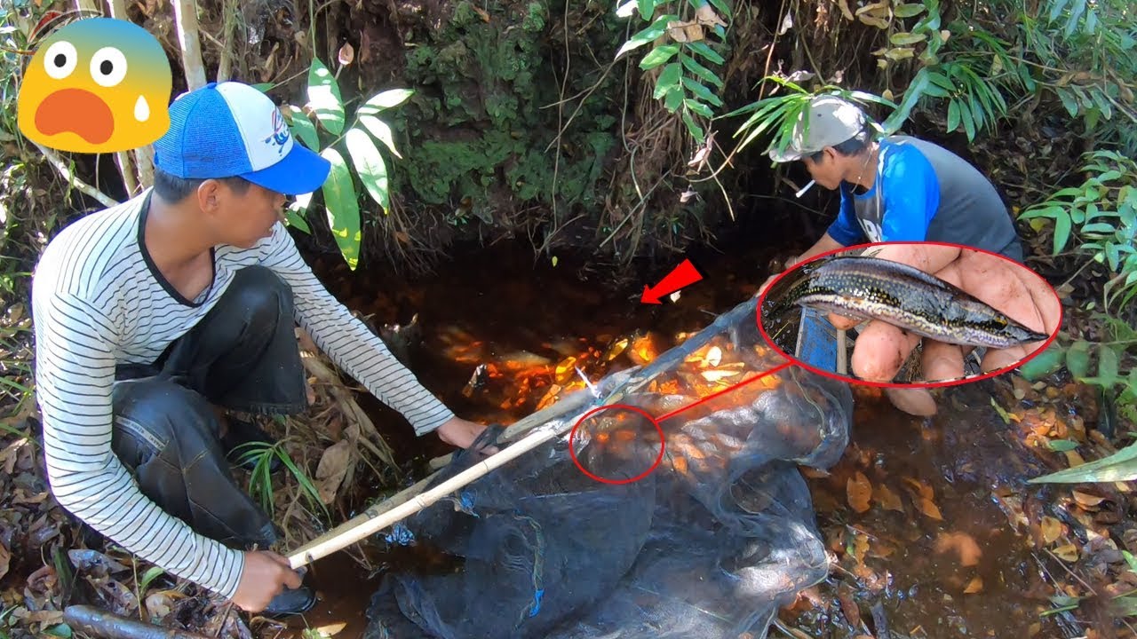 Mencari Ikan Sungai Unik dan Lucu Untuk Pajangan Aquarium #146
