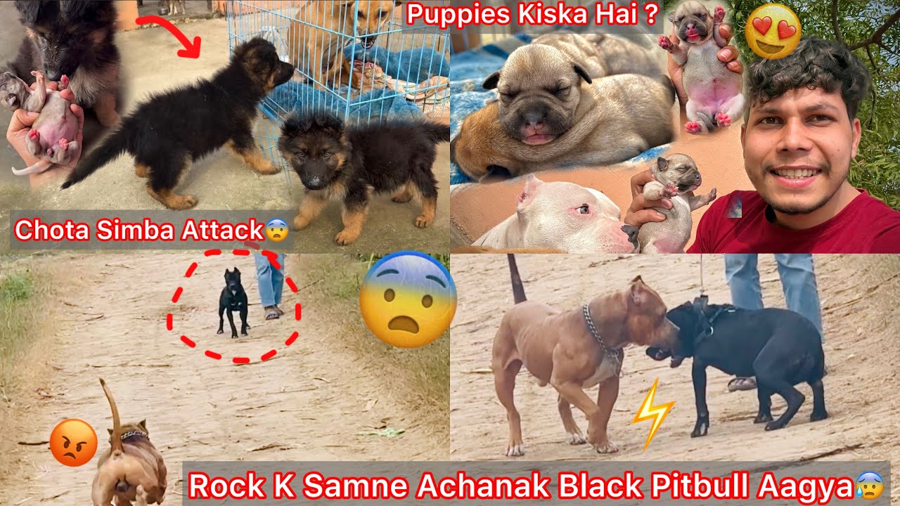 Rock K Samne Achanak Z Black Pitbull Aagya Khi Se😨Chota Simba Vs Chinki Puppies🐶Ya Puppies Kiska H ?