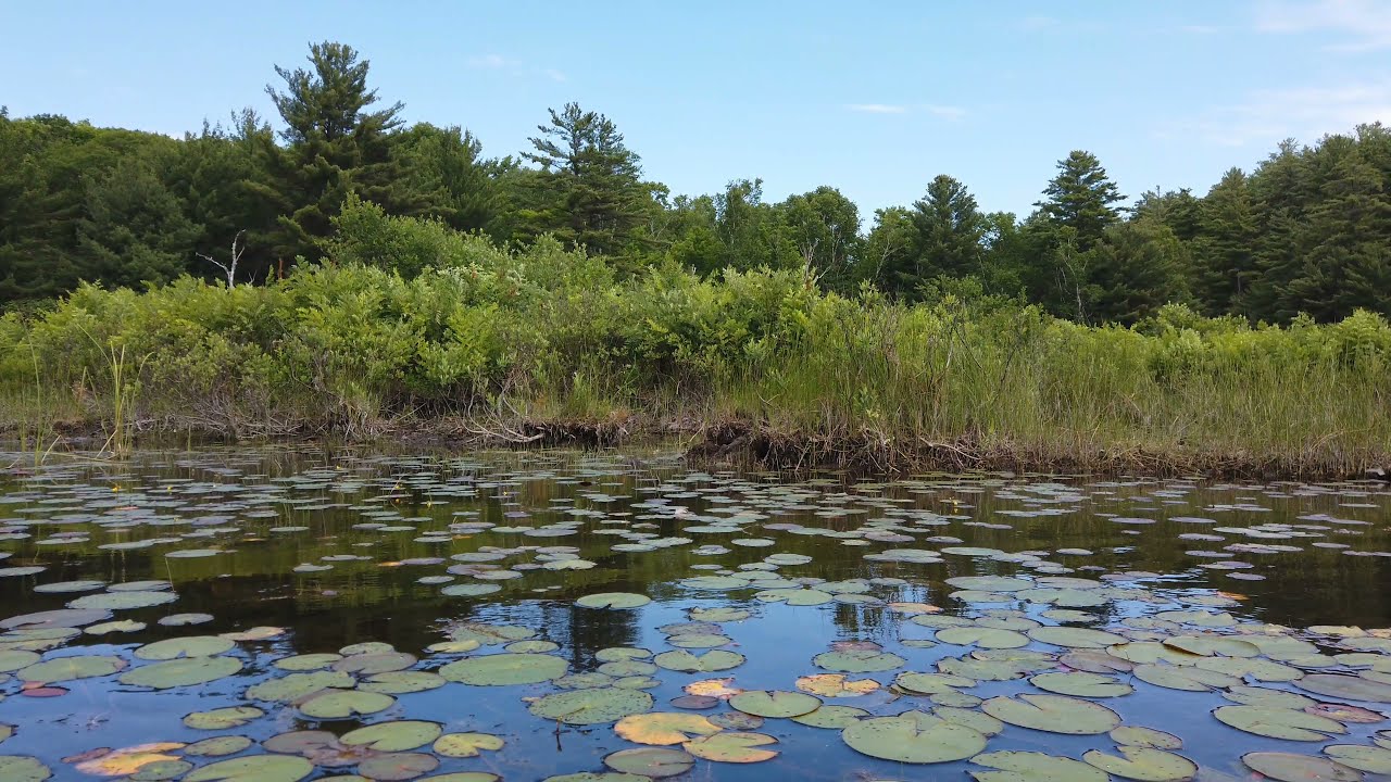 PL2021 Scenic Canoe Ride - Shallow Marsh past Narrows