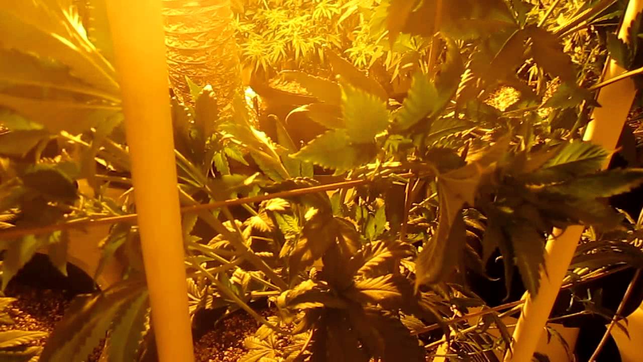 vertical scrog day 25, day 1 for next crop