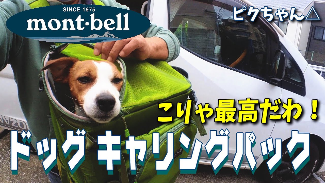 【montbell(モンベル)ドッグギア】ドッグ キャリングパック最高👍　#ジャックラッセルテリア🐶