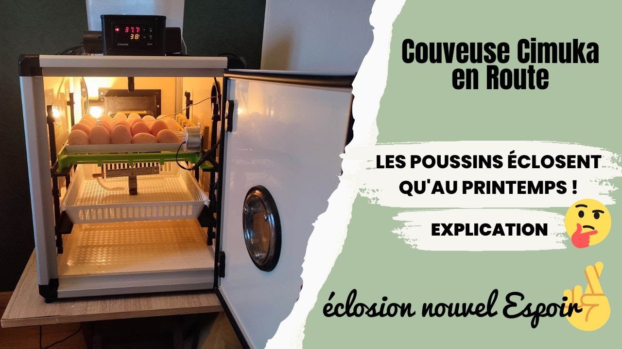 Couveuse CIMUKA 60 éclosion poussin c'est parti !