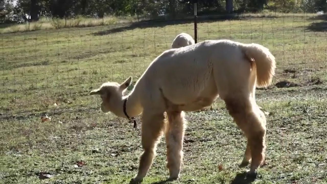 Alpacas antibodies create more options for human patients