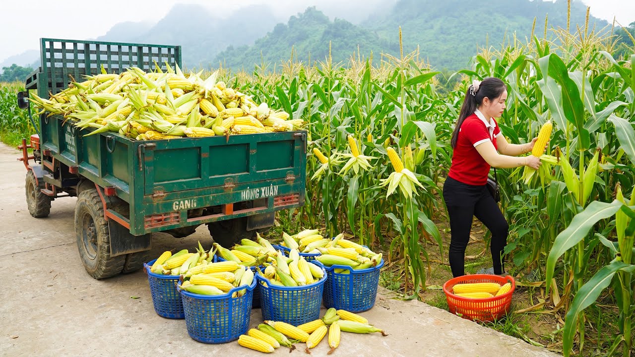 Use Truck Harvesting 500+ Tons Corn from The Villagers, Boiled Corn & Go to Market Sell