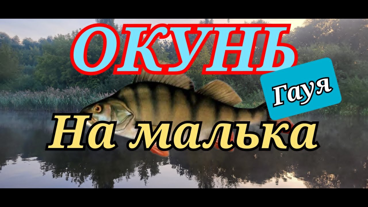 Окунь на малька. Гауя 2024