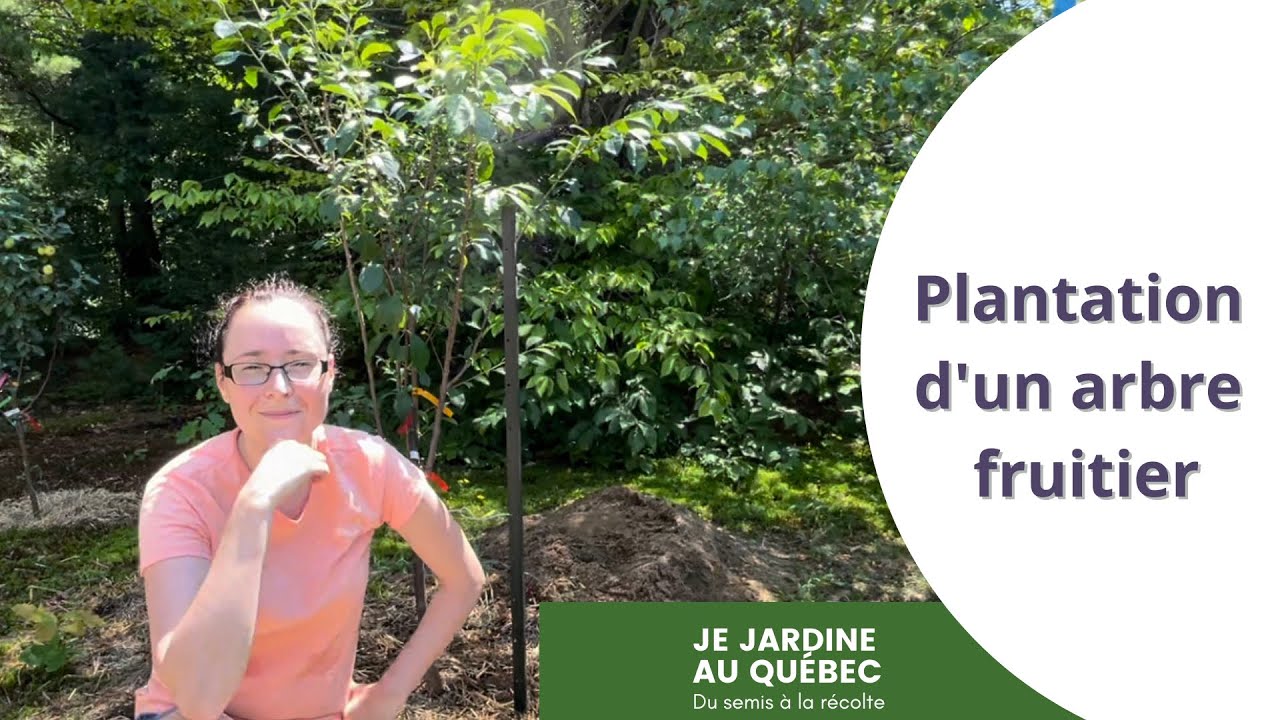 Plantation d'un arbre fruitier