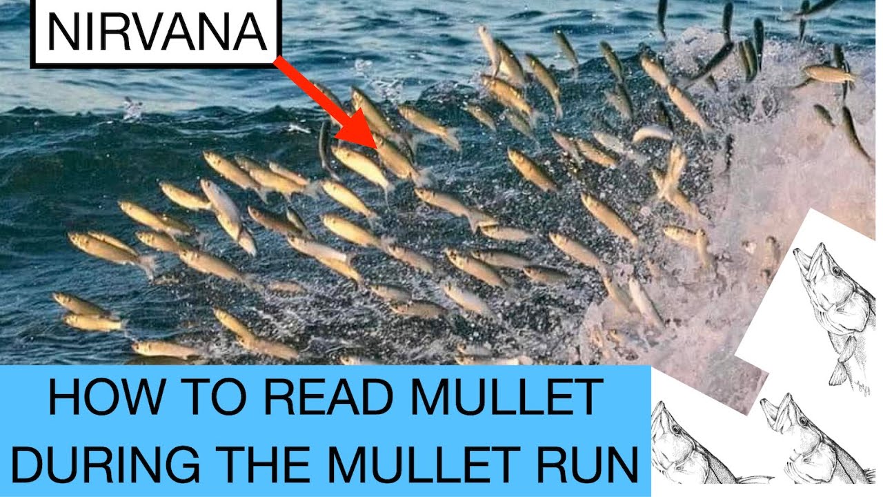 MULLET RUN HOW TO READ THE SCHOOLS OF MULLET 🎣🐟🐟🐟🐟🎣