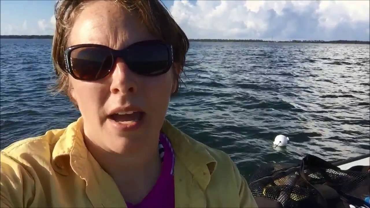 St. Joe Bay Scallop Season 2016