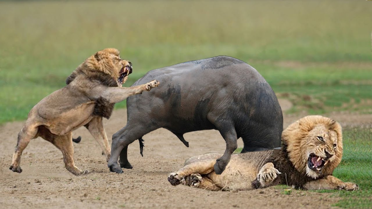 Strongest Male Buffalo in Africa Encounter 8 Lions and Ended Unexpectedly!