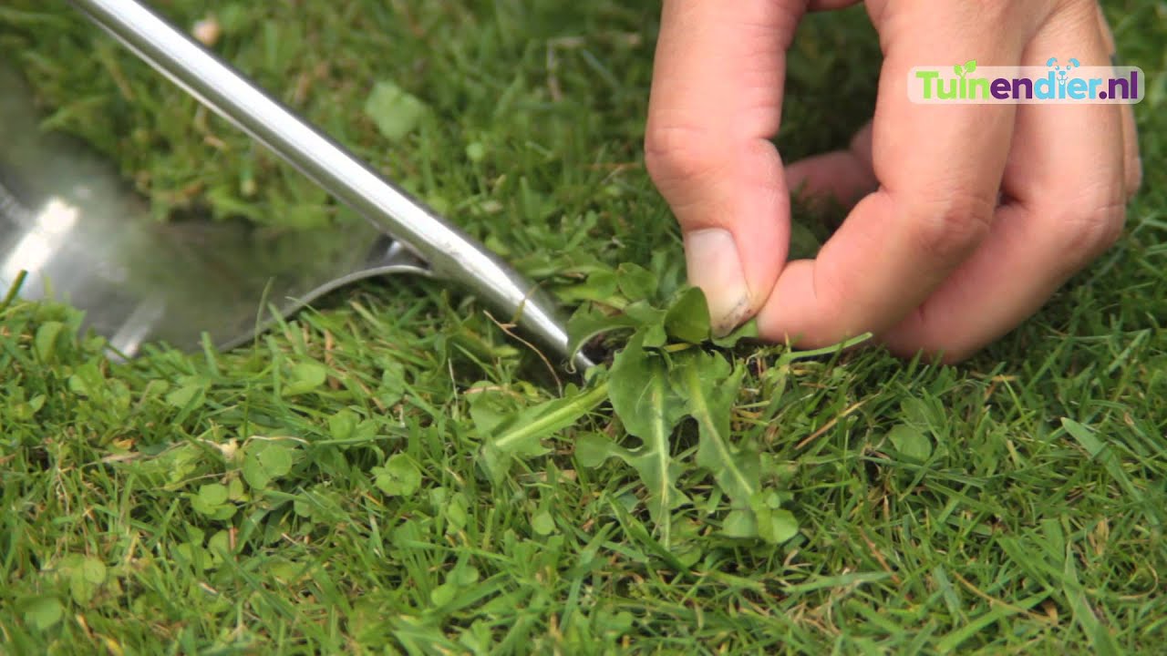 Tuinendier.nl - Hoe kan ik Onkruid in het Gazon Verwijderen?