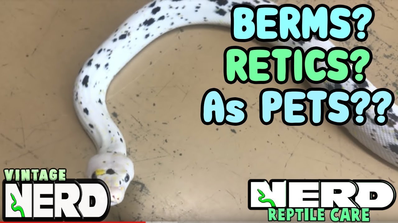 GIANT SNAKES AS PETS - BURMS OR RETICS?