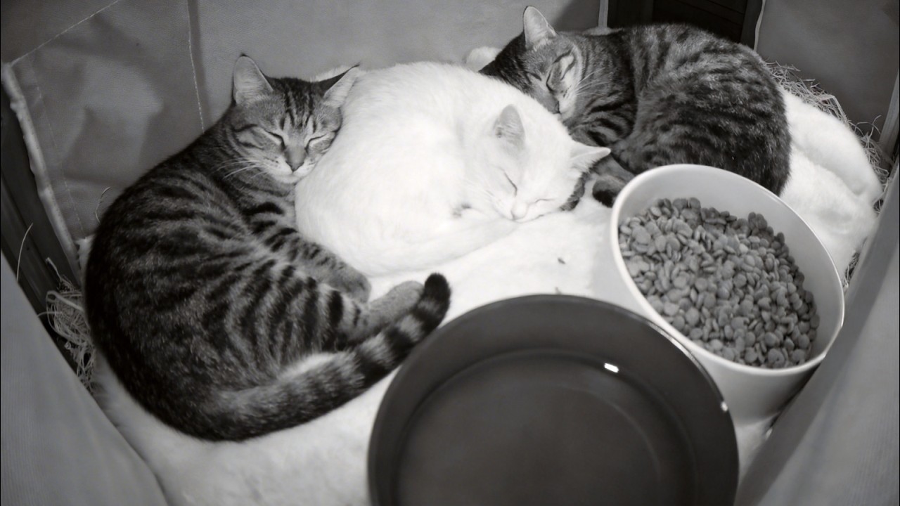 The Three Stray Cats Came Again...and I Named Them