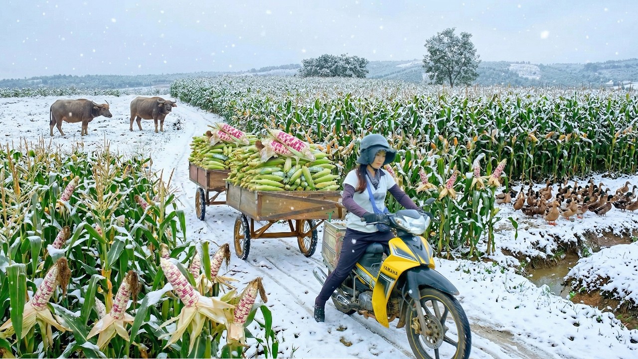 Harvest A Truckload  Of Pink Purple Sticky Corn To Sell And Cook With It &ndash; Farming - Raise Animals