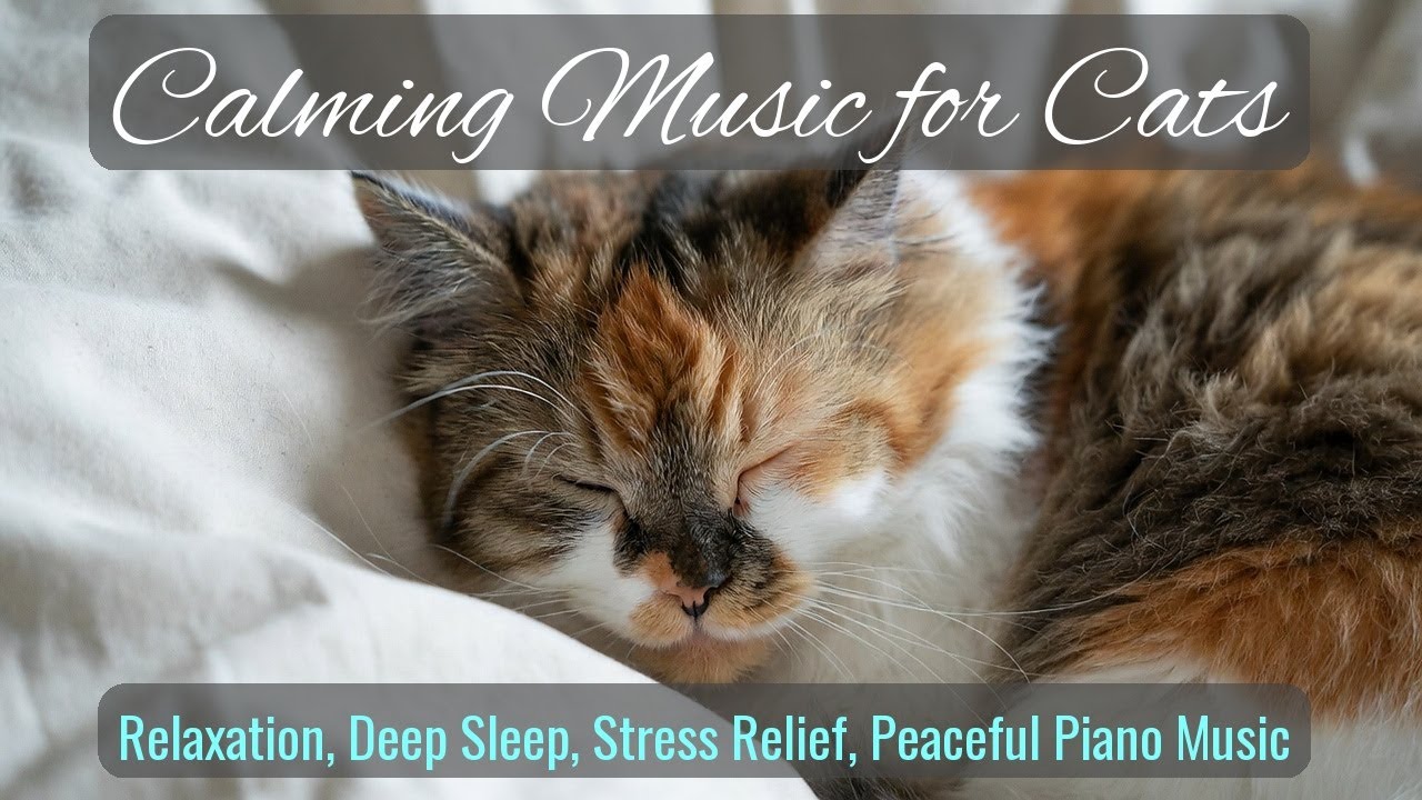 LIVE Cute Sleeping Cats You Will Love 😴 | Season 69