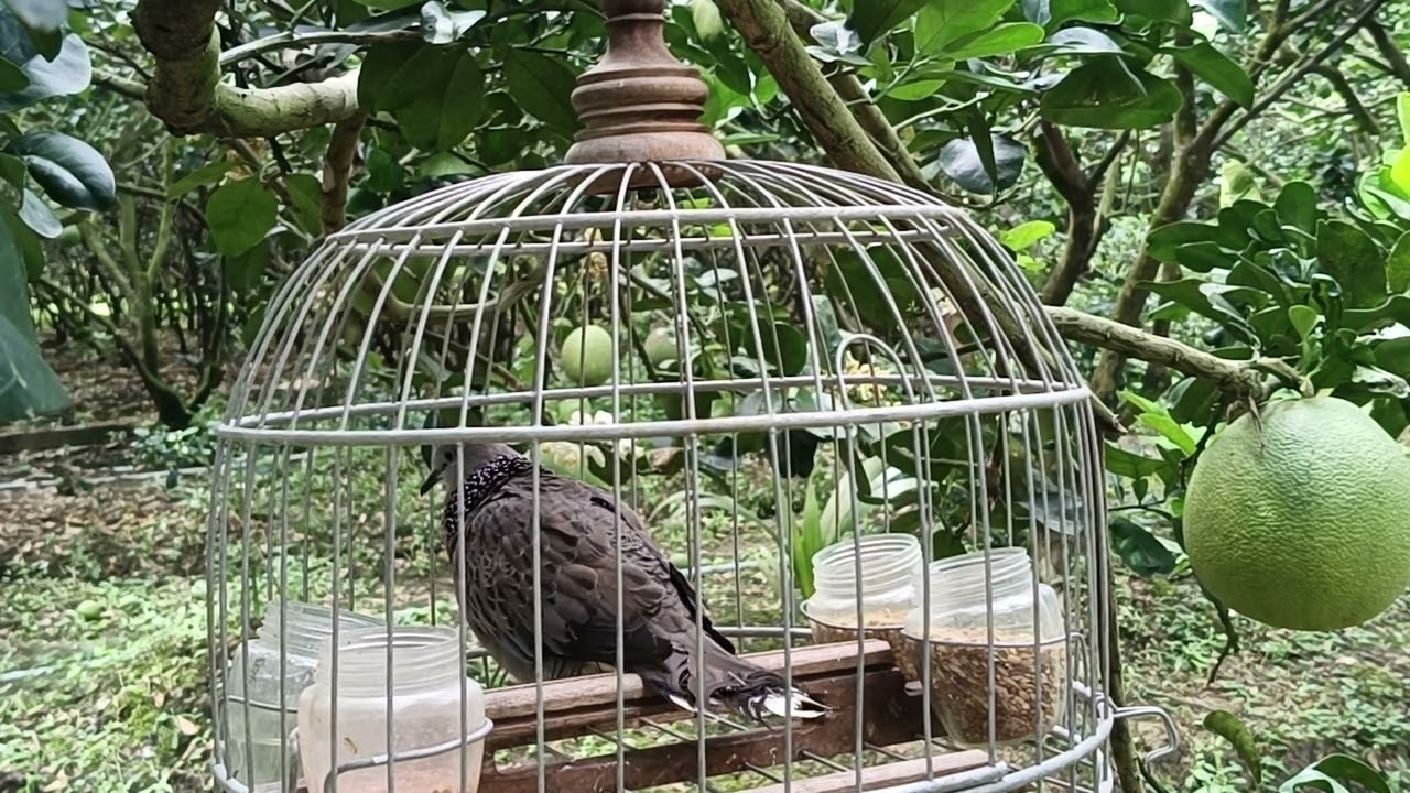 Malay tơ 10th 
