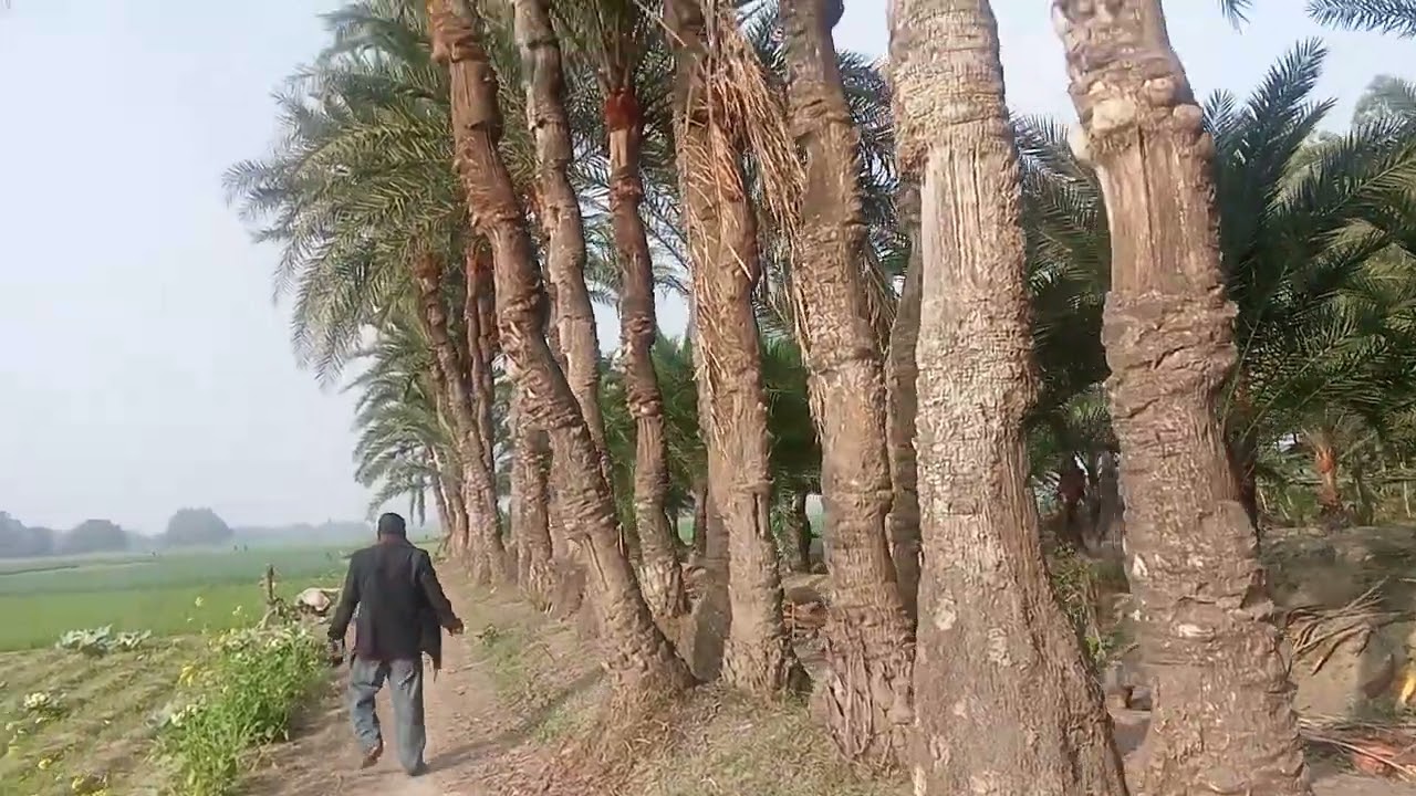 ঝিটকা ভাদিয়া খোলা খেজুর বাগান 