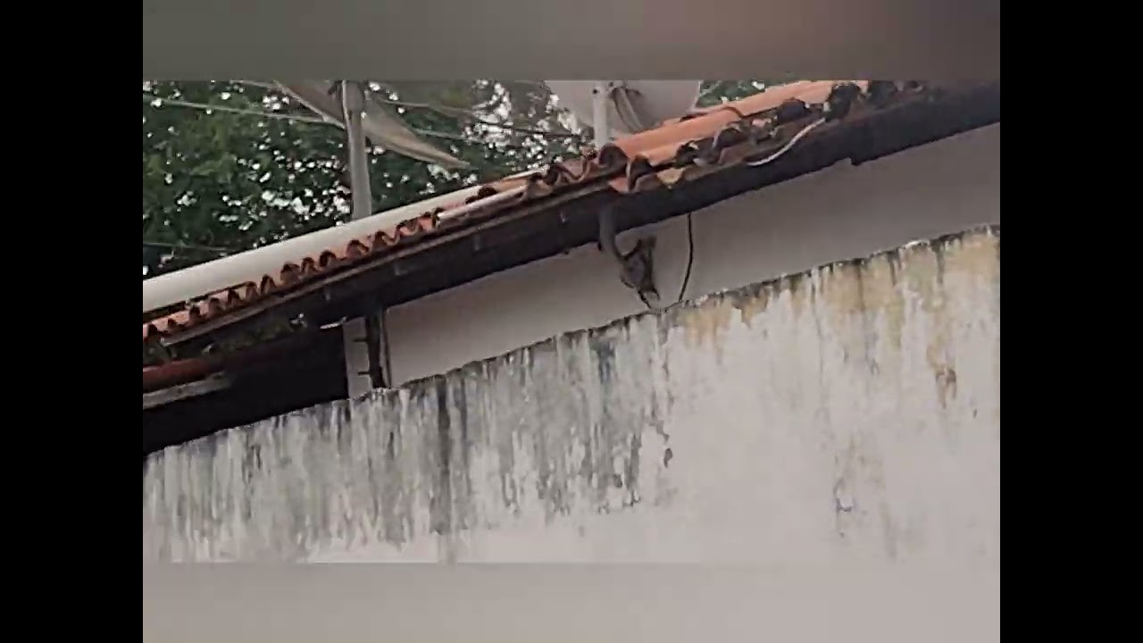 Veja o papacapim baiano barbela Safadão