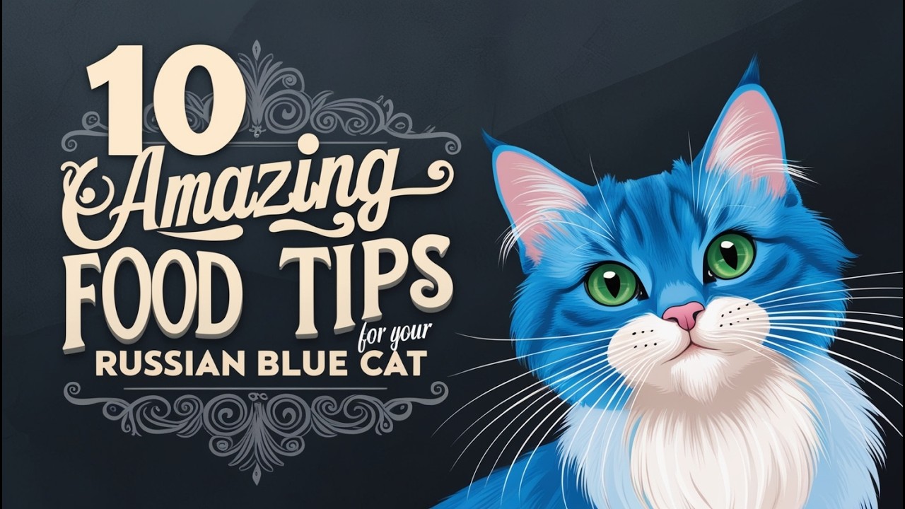 10 Amazing Food Tips for Your Russian Blue Cat