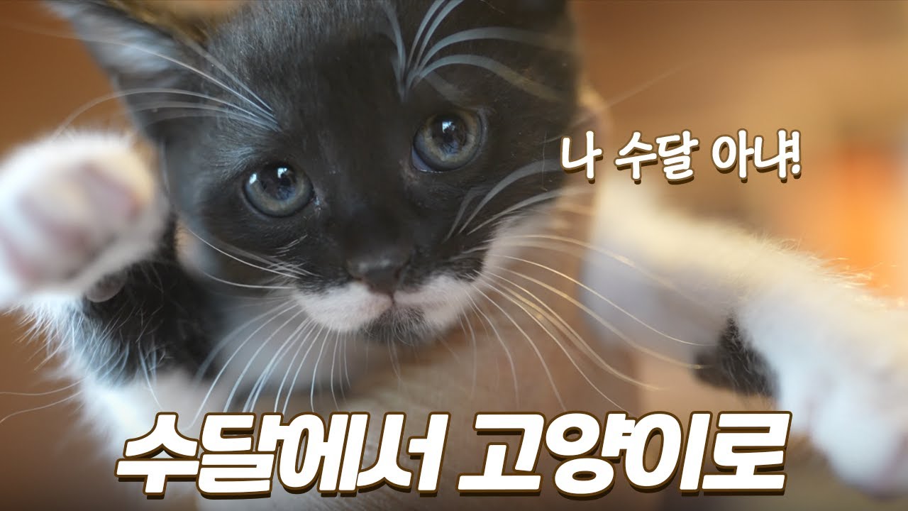 수달 닮았던 아기고양이의 놀라운 변화!