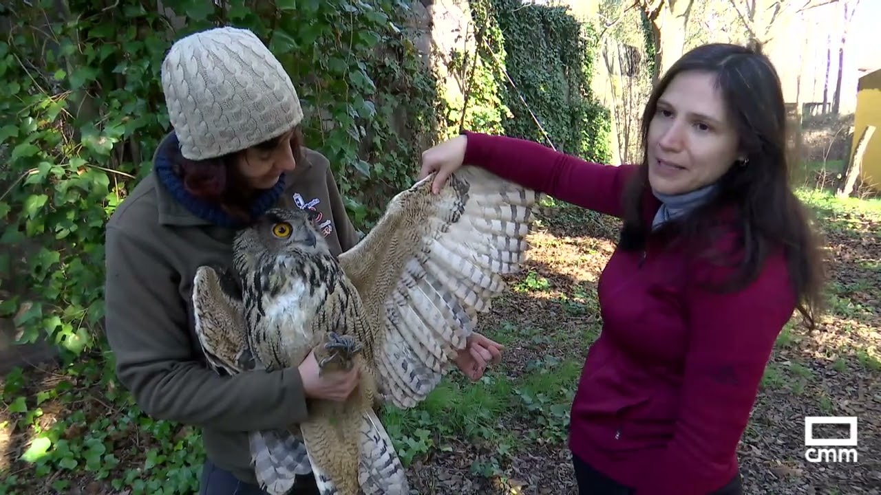 👁️🔻👁️  Curiosidades del búho real en Castilla-La Mancha me gusta