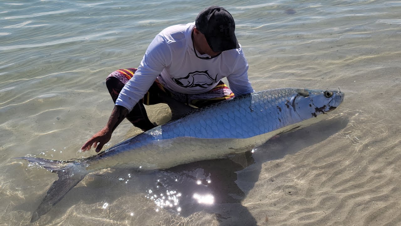 Pesca de Sabalo con carnada viva, Miami Florida Key Biscayne Bahia!