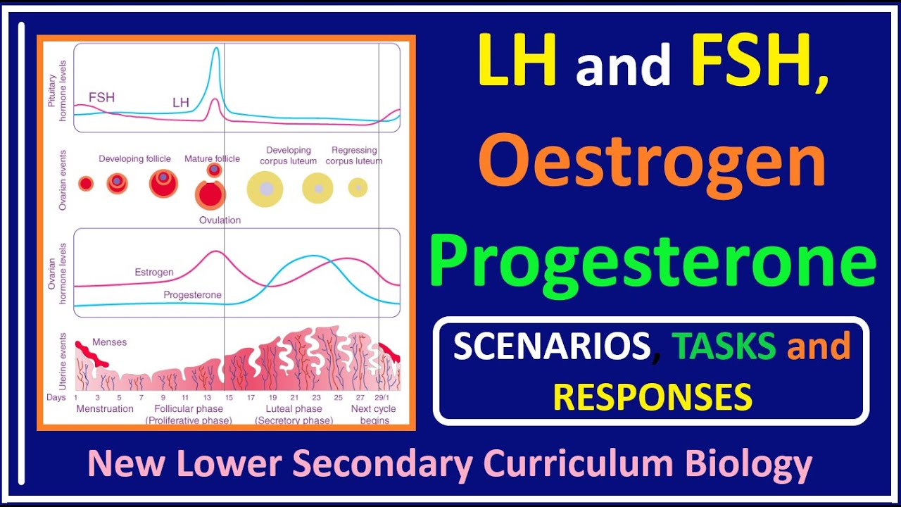 Sexual Reproduction in Humans-2- LH and FSH, Oestrogen, Progesterone and changes to the Uterine Wall