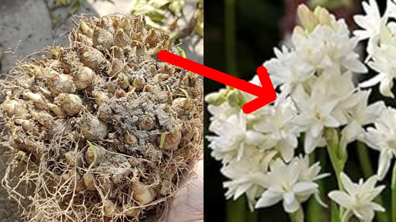 How to multiply Rajnigandha🌷1 bulb se itne sare bulb ready😯 best summer flowering plant🌱