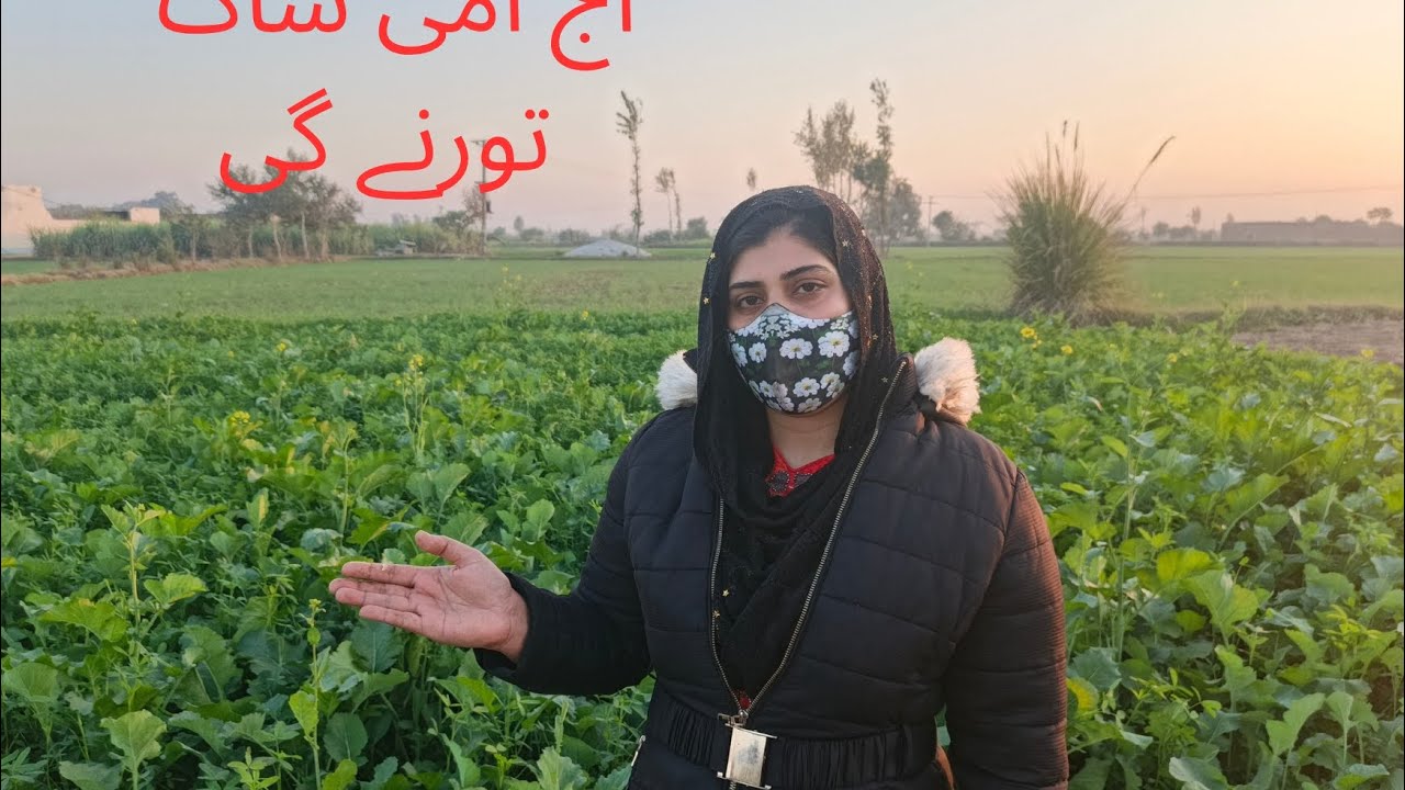 آج امی ساگ تورنے گی