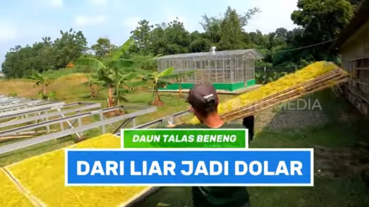 Daun Talas Beneng Dari Liar Jadi Dolar | CUAN BOSS (11/05/25)