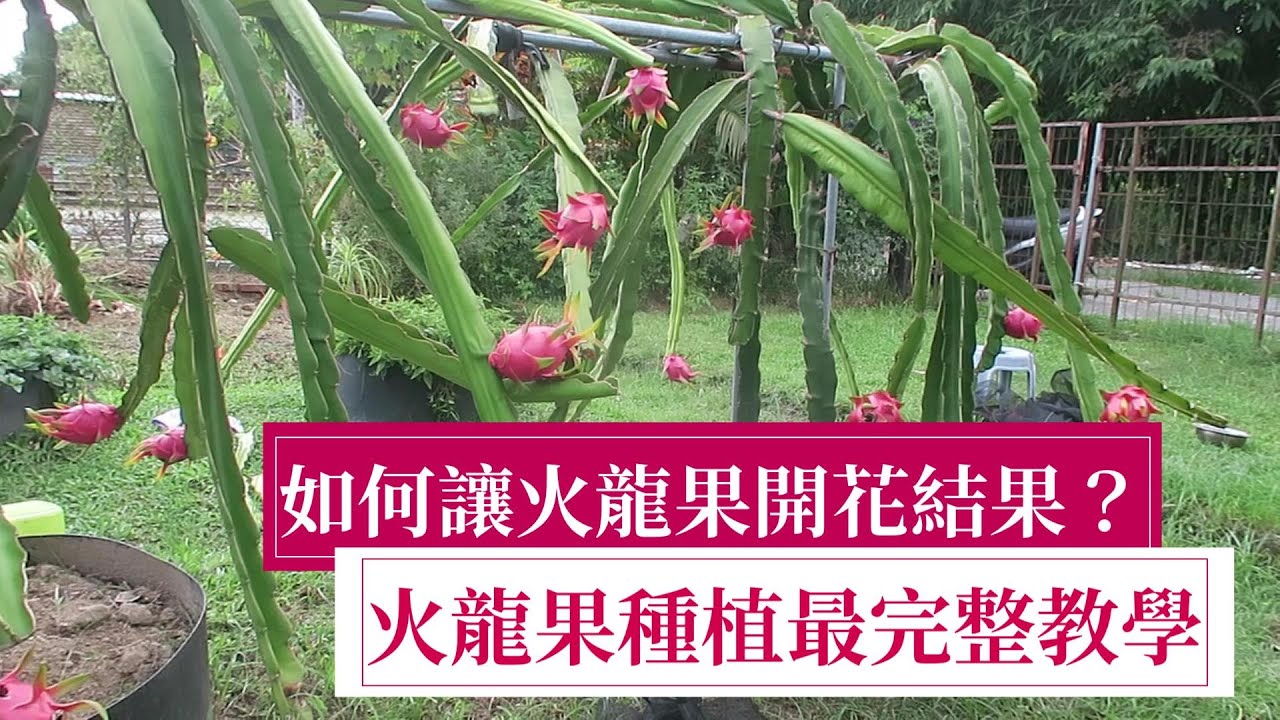 讓紅龍果開花結果 火龍果(龙珠果)種植教學 | 阿星種植
