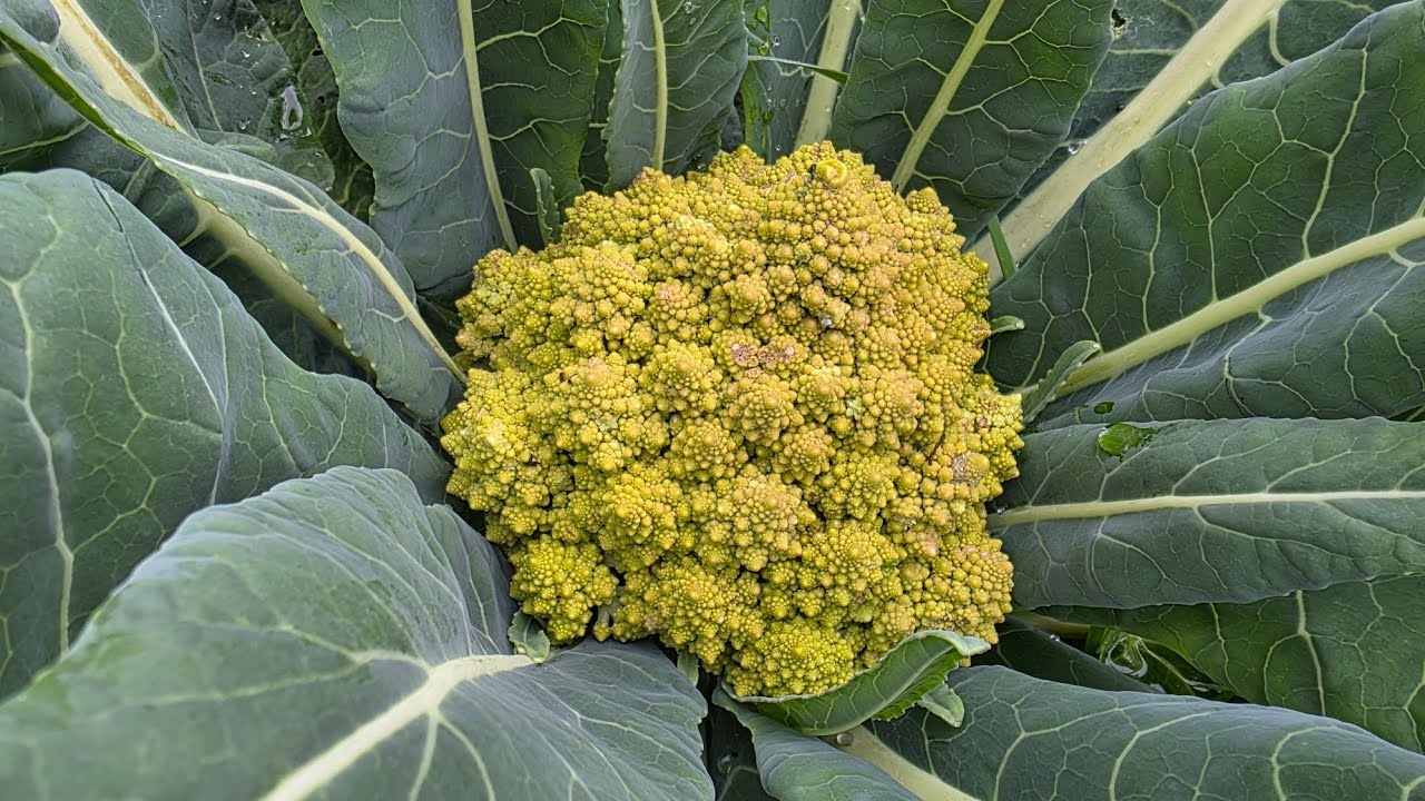 Romanesco excitement and last of the summer beans! Ep. 20