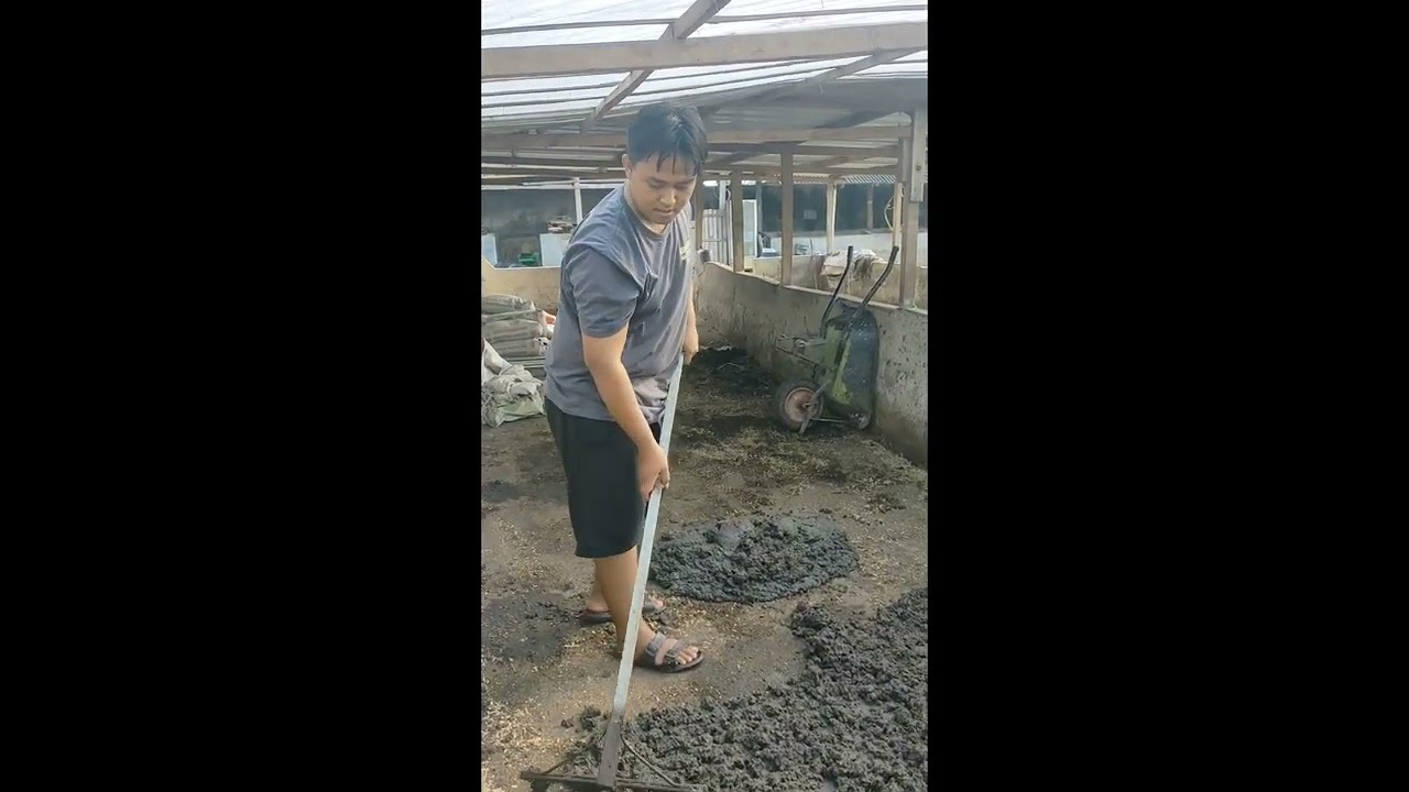 Fermentasi Kotoran Sapi cuma 1 Hari kering menggunakan Plastic UV, #MOL, #JAKABA. #revandolankandang