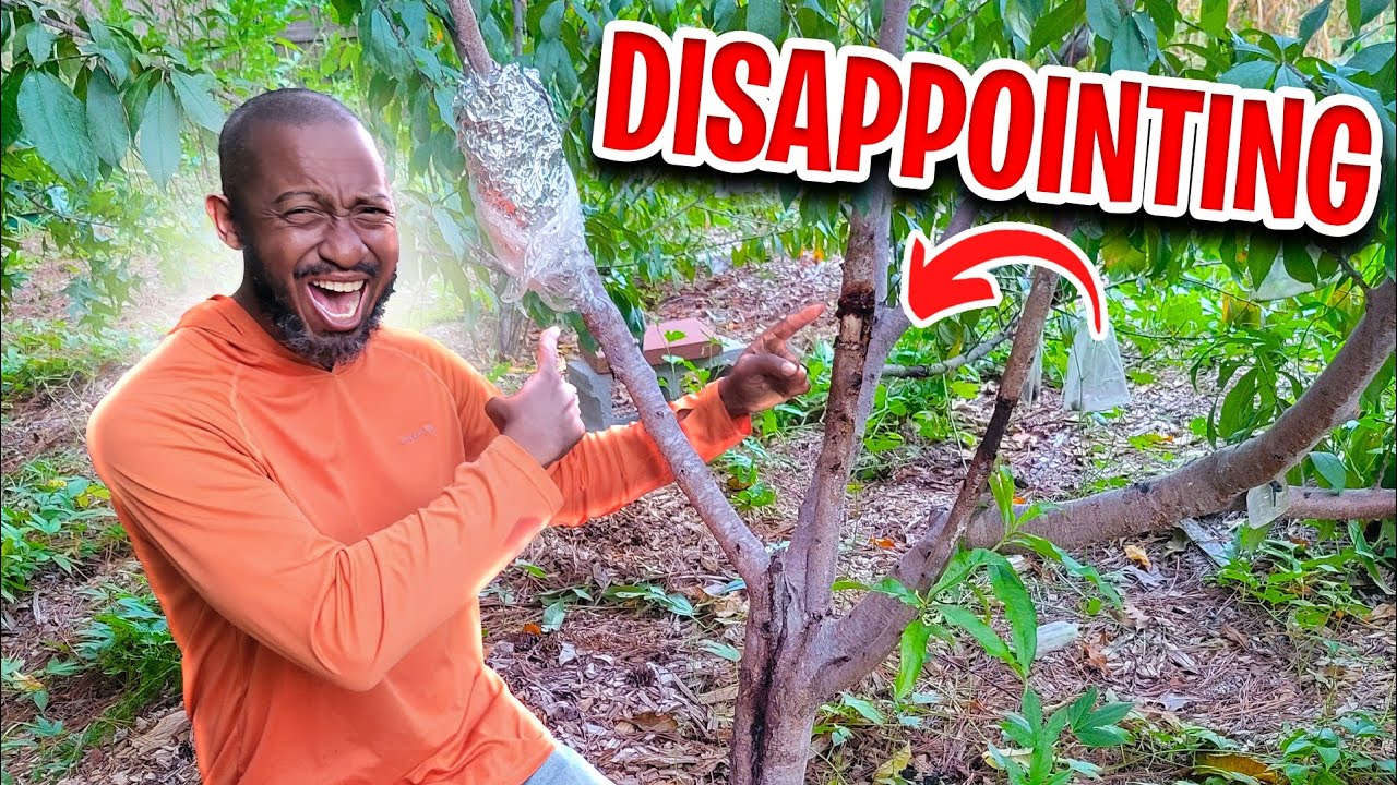 Air Layering Peach Tree | Did it Work?