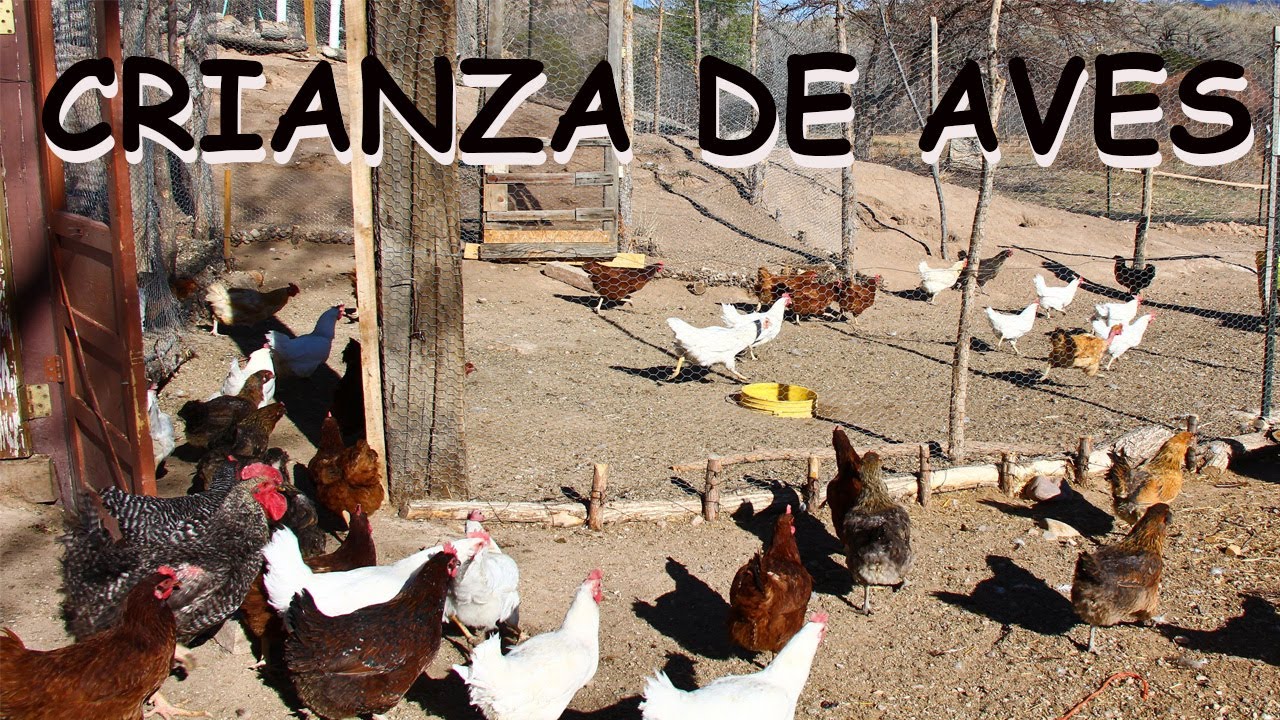 PRESENTACION DE NUESTRO CANAL AVES DE CORRAL