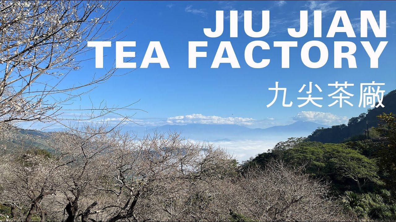 南投九尖茶廠散策，雲海翻湧梅林如雪，九份二山的冬日山景｜山上加美Lovely Hill