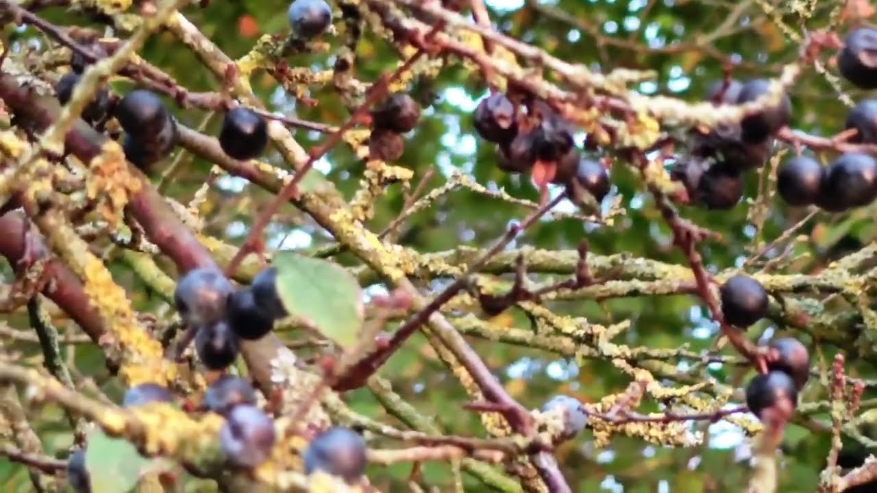 In Autumn :🫐Blackthorn / Sloe Bush / Prunus spinosa - Learn about Plants & Sing Along: ID & Taxonomy