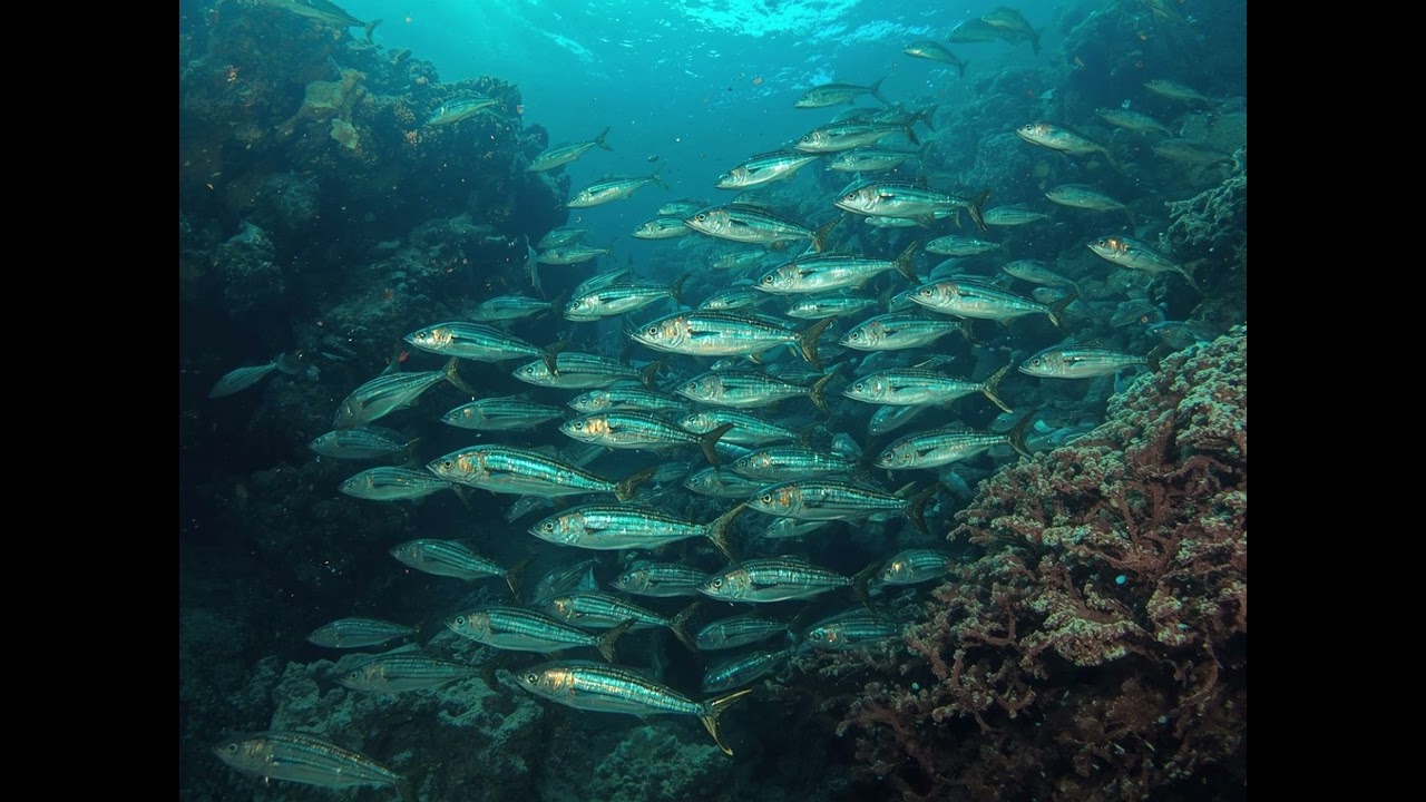 Les chinchards - Ouessant en chanson