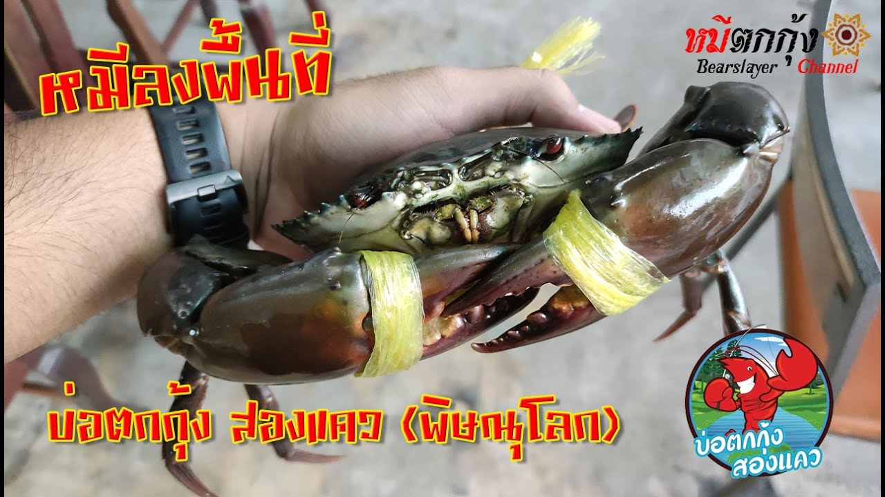 หมีลงพื้นที่ บ่อตกกุ้งสองแคว (พิษณุโลก)