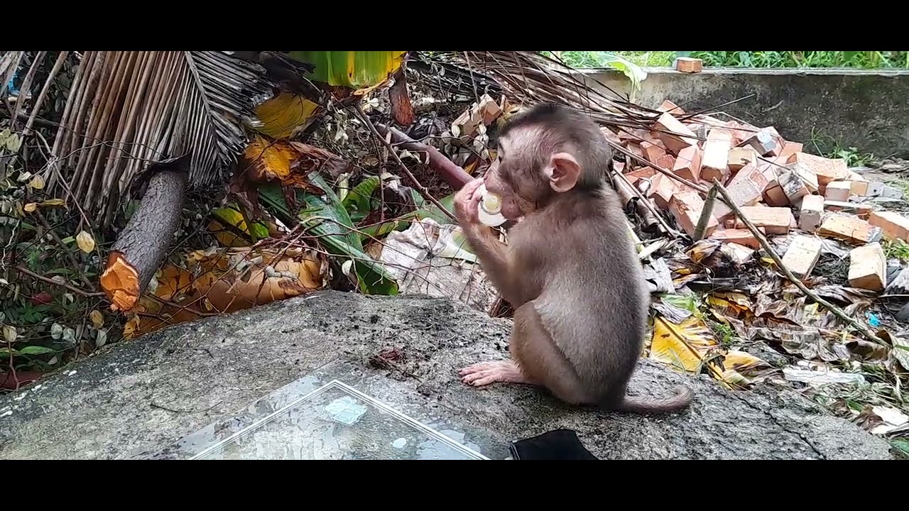 Anak monyet minum susu sambil bermain