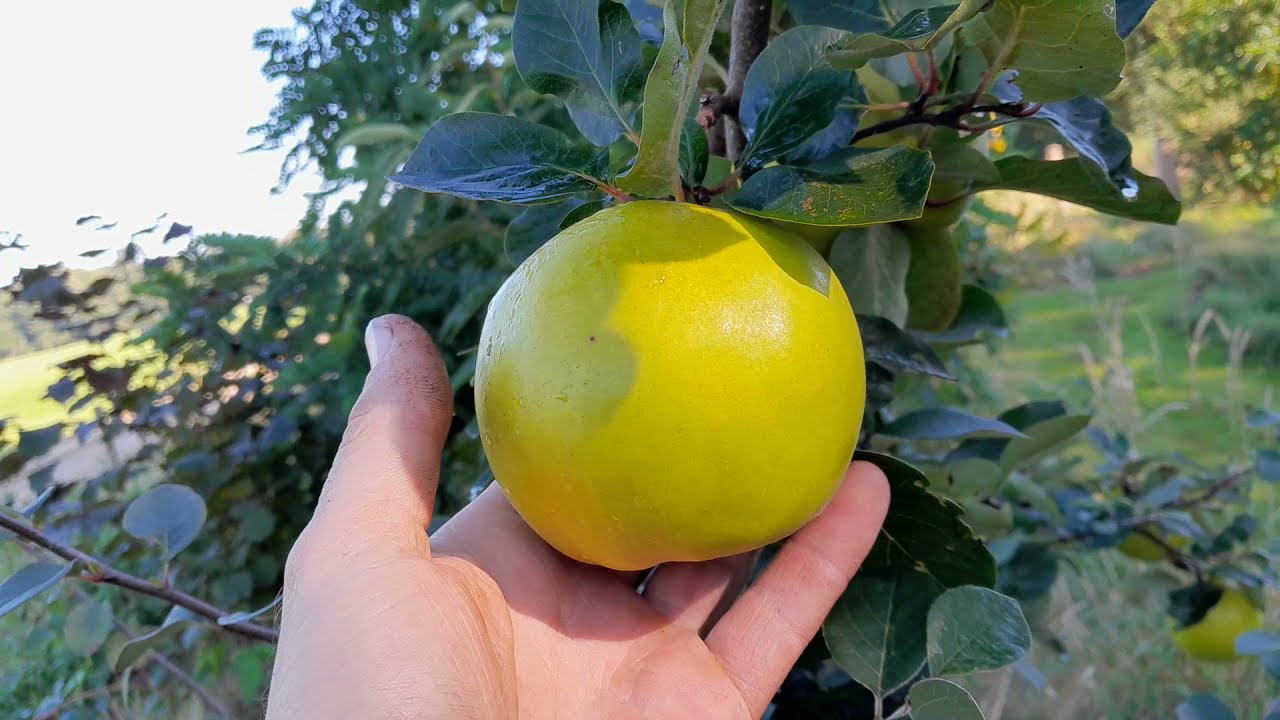 Kweepeer, Cydonia 'lescovazca'