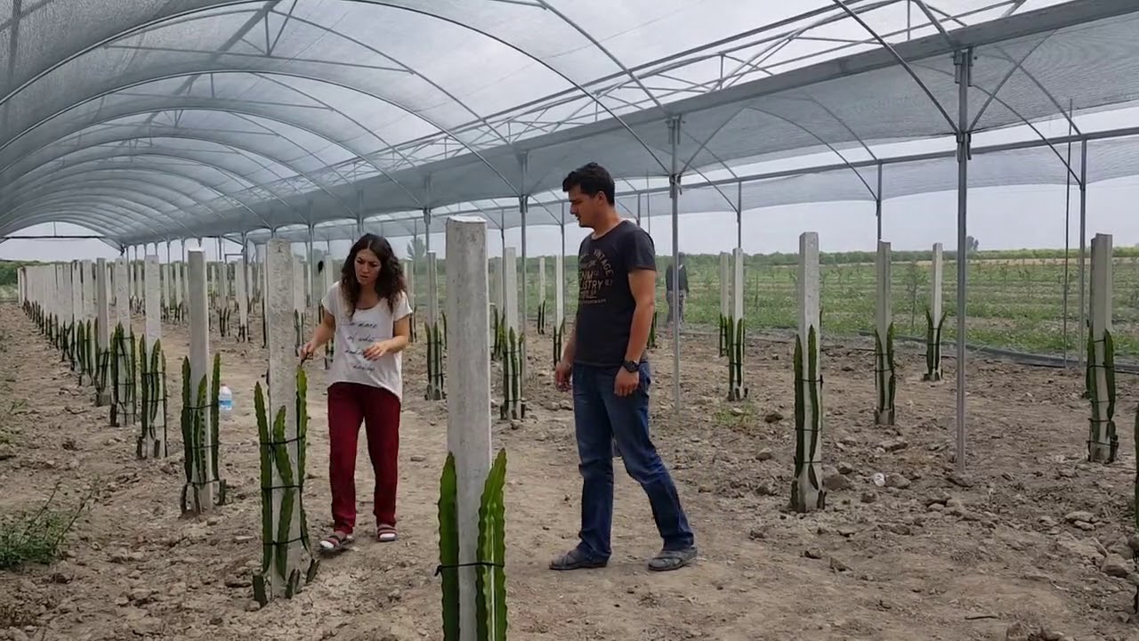 Pitaya Seramız Kuruldu - Pitaya Adana