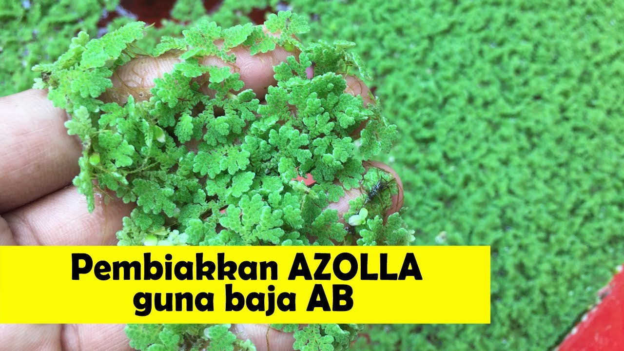 Cara Pembiakkan azolla guna baja AB - senang & mudah - Makanan ikan kaya dengan Protien.