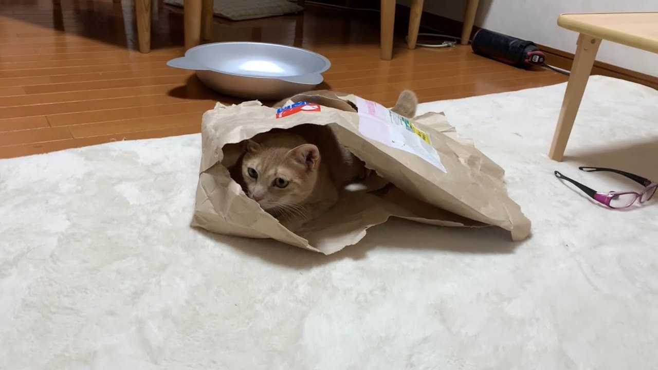 身軽になって素早くなった猫がかわいい   A cats that are light and quick is cute .