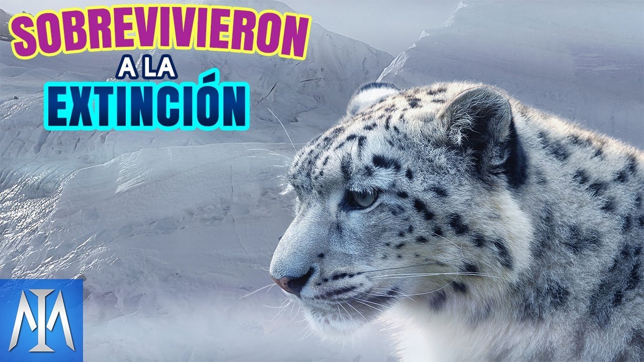 10 Animales que dejaron de estar en peligro de extinción
