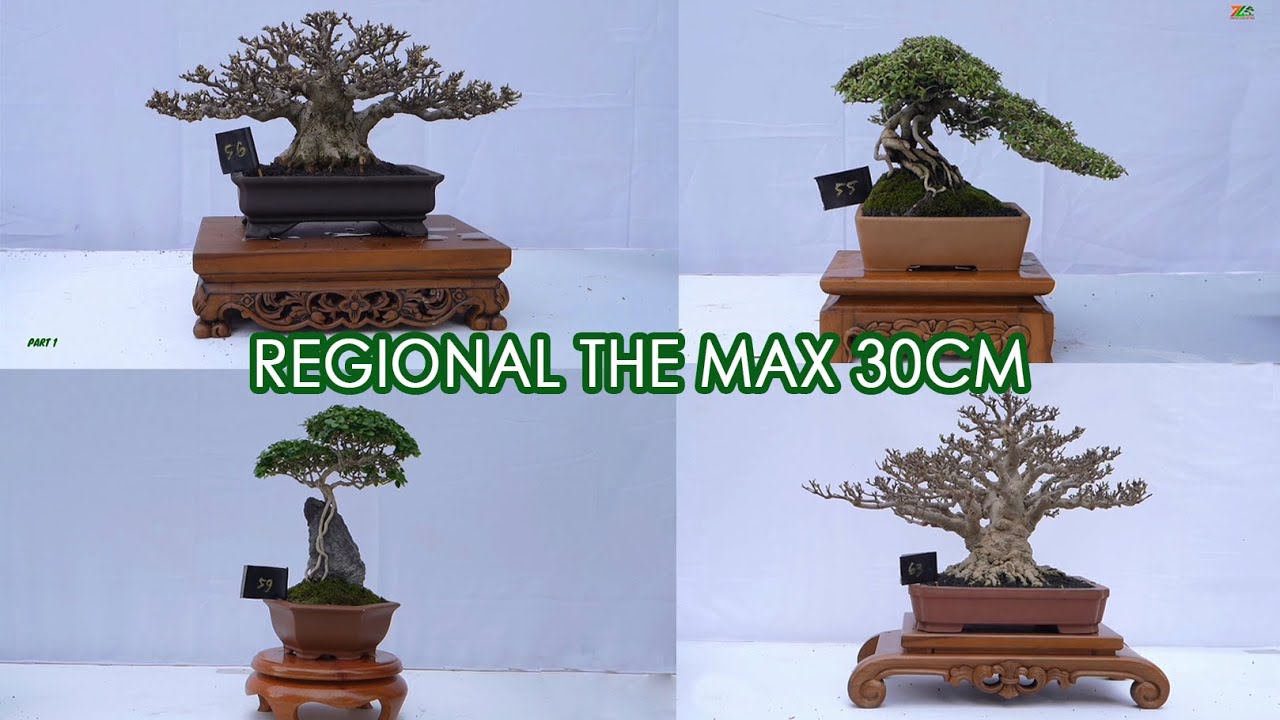 REGIONAL THE MAX 30 CM