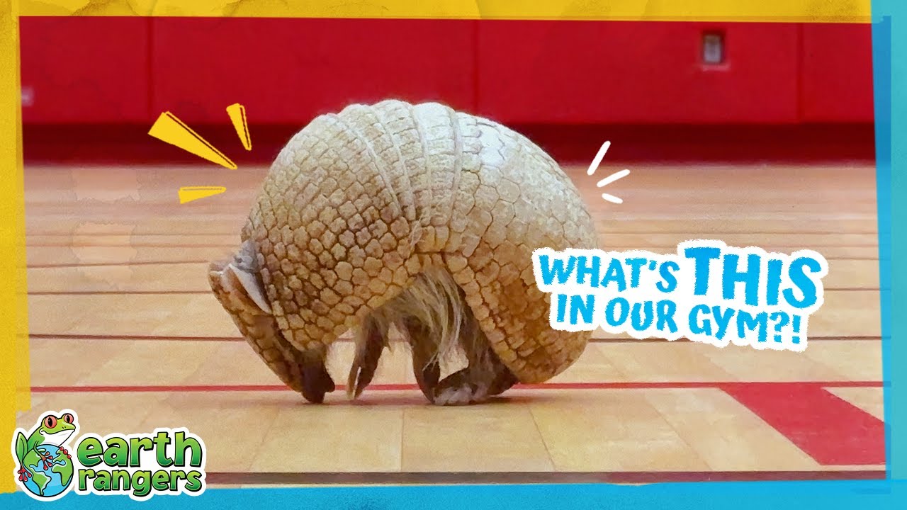 Who’s This Creature Running Around Our School?? | 🏐 Earth Rangers