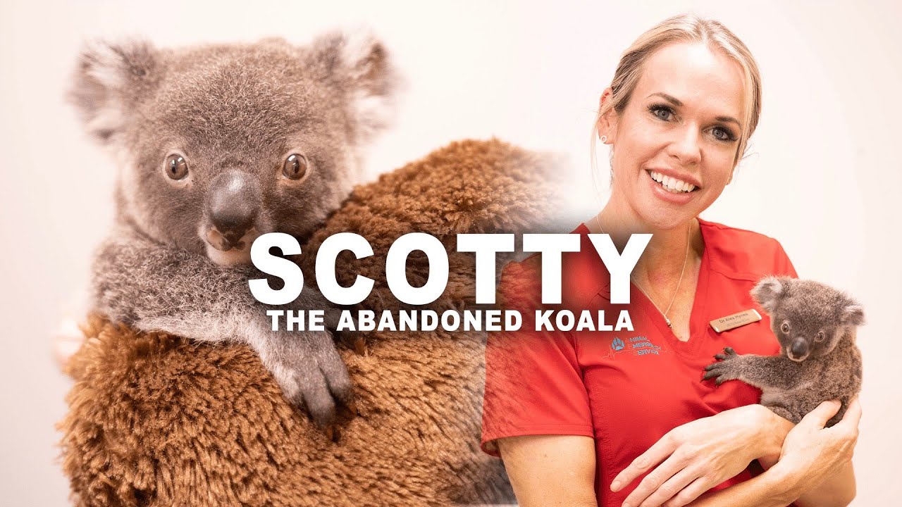 BONDI VET: Scotty the abandoned baby Koala comes back to visit